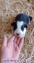 Dos cachorras preciosas de border collie