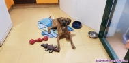 Fotos del anuncio: Se regala cachorra bxer con labrador 10 meses