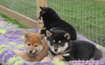 Disponibles cachorros de raza Shiba Inu