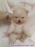 Cachorros de Lul pomerania linea americana