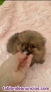 Cachorro de Lulú pomerania linea americana