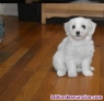 Regalo Mini Toy Cachorros Bichon Maltes +34611369121