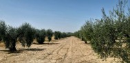 Fotos del anuncio: Finca de 1 hectrea y 25 centireas  de olivos de 