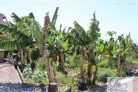 Fotos del anuncio: Finca rstica a la venta en Tenerife en la Orotava