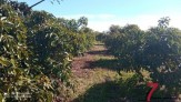 Finca de Aguacates de 4655m2, con 140 matas. Dispo