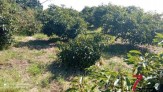 Fotos del anuncio: Finca de Aguacates de 4655m2, con 140 matas. Dispo