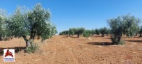 Fotos del anuncio: Finca Rustica, 4000 m2, Estado de origen, planta 0