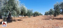 Fotos del anuncio: Finca Rustica, 4000 m2, Estado de origen, planta 0