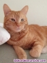 Gato de tres años