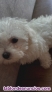 Fotos del anuncio: Bichon Maltes