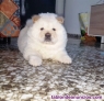 Anuncio de Servicio de Monta para Chow Chow Macho Blanco