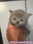Gatos Brithish Shotair
