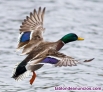 Fotos del anuncio: Impresionante coto de patos salvajes