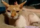 Gato sphinx busca novia