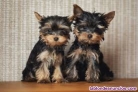 Yorkshire Terrier Mini Toy Puppies  +34611369121