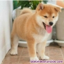 Regalo Excelentes cachorros Shiba Inu +34611369121