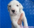Regalo DALMATE Puppies whatsapp +34611369121