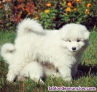 Cachorros Samoyedos para regalo whatsapp 