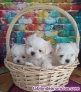 Cachorros BICHON MALTES  machos y hembras regalo whatsapp