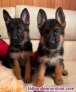 Cachorros Pastor Aleman machos y hembras regalo whatsapp
