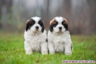 Cachorros San Bernardo  machos y hembras  whatsapp