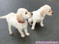 Cachorros Labrador machos y hembras  whatsapp