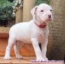 Cachorros Dogo Argentino machos y hembras  whatsapp