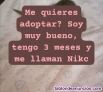 Oferta en adopcion responsable gato de 3 meses sano y carioso