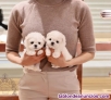 Regalo de cachorros bichon maltes