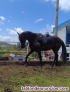 Se vende Caballo Pura Sangre Espaol