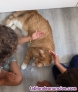 Gato adulto busca nueva familia