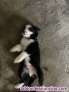 Vendo cachorros de border collie