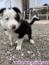 Fotos del anuncio: Vendo cachorros de border collie