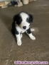 Fotos del anuncio: Vendo cachorros de border collie