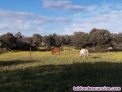 Prados descanso equinos