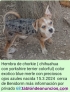 Cachorros y adultos de Chorkie