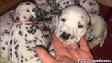 Cachorros de dalmatas  para  adopcion