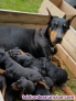 Cachorros de doberman para  adopcion