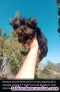 Yorkshire terrier cachorros y adultos