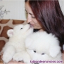 Regalo Cachorros Samoyedo whatsapp +34612253314