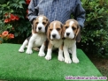 Beagles, cachorritos