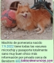 Fotos del anuncio: Razas pequeas cachorros y adultos 