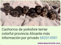 Fotos del anuncio: Razas pequeas cachorros y adultos 