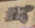 Gatitos angora azules y Silver Tabby