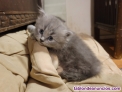 Fotos del anuncio: Gatitos azules y Silver Tabby british longhaer y angora