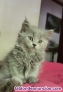 Fotos del anuncio: Gatitos azules y Silver Tabby british longhaer y angora