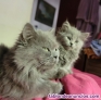 Fotos del anuncio: Gatitos azules y Silver Tabby british longhaer y angora