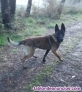 Fotos del anuncio: Cachorros de pastor belga malinois 