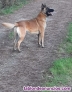 Fotos del anuncio: Cachorros de pastor belga malinois 