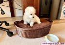 Fotos del anuncio: Regalo Mini Toy Cachorros Bichon Maltes whatsapp +34612253314